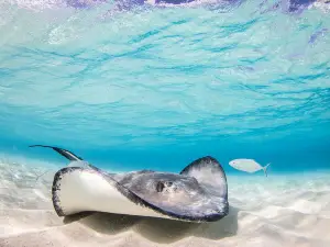 Stingray City Antigua