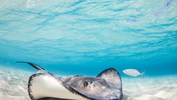 Stingray City Antigua