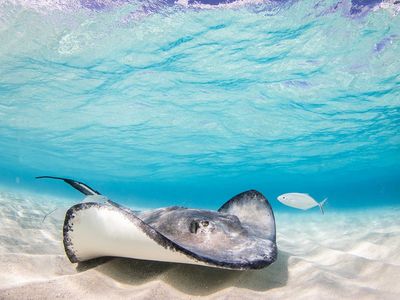 Stingray City Antigua