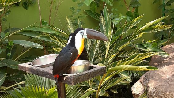 Fundera park - Birds park