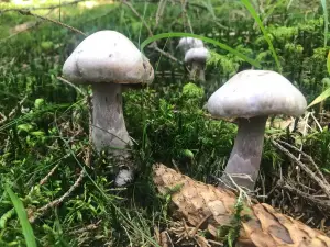 Groapa Ruginoasa