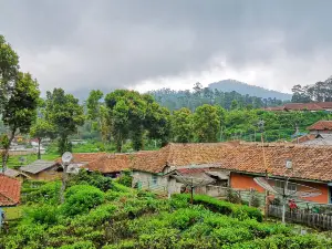 Kebun teh RANCABALI