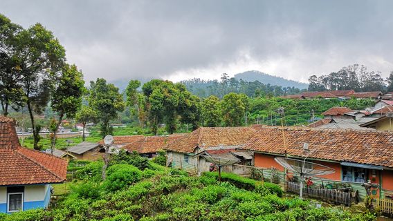 Kebun teh RANCABALI