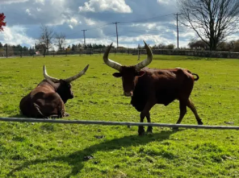 Action Wildlife Foundation