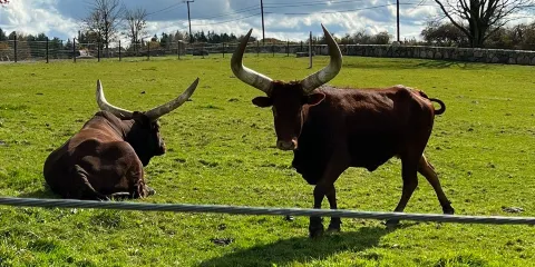 Action Wildlife Foundation