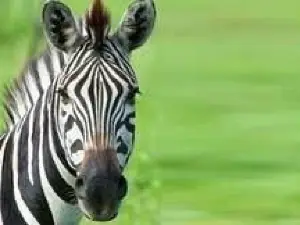 Action Wildlife Foundation
