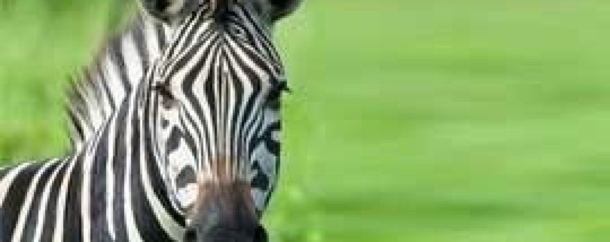 Action Wildlife Foundation