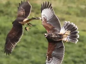 Ireland’s School of Falconry