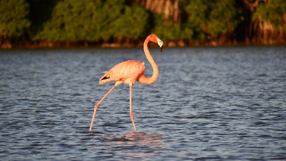 Mangroves of Dzinitun