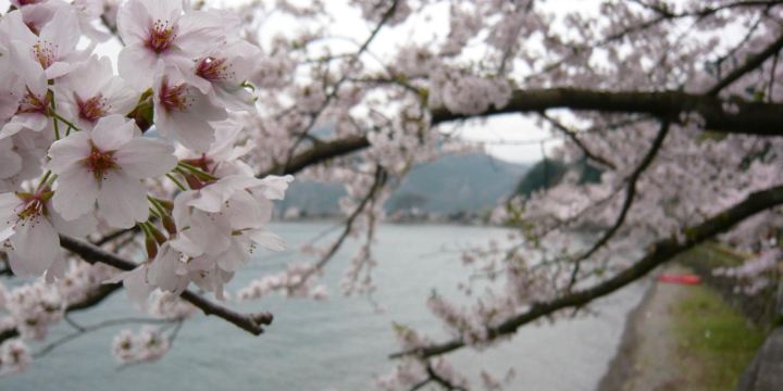 Kaizu Osaki