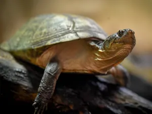 科爾切斯特動物園