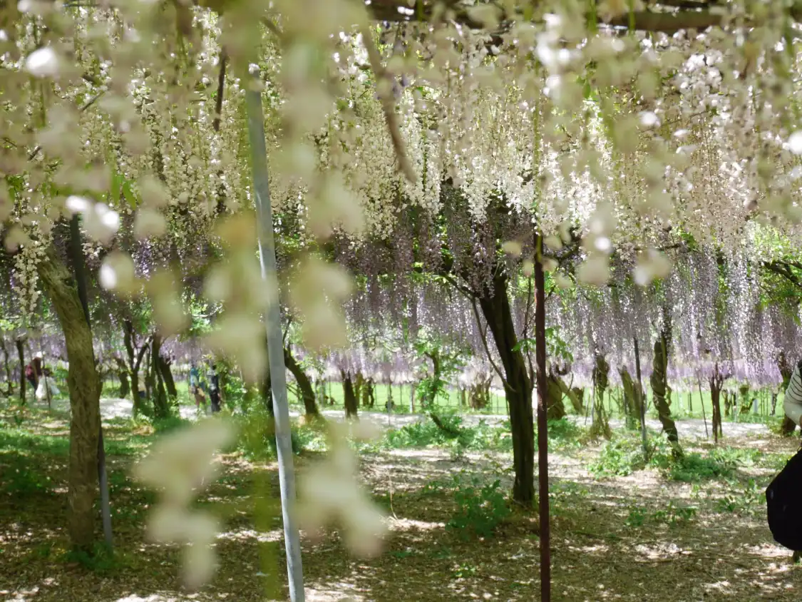 Hotels near Senzai Farm