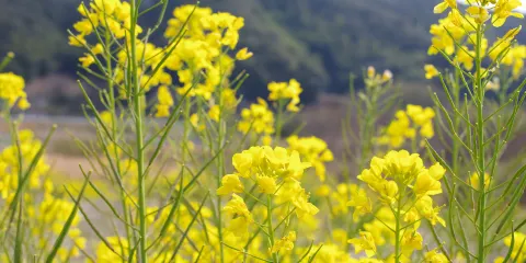 佐田沉下橋