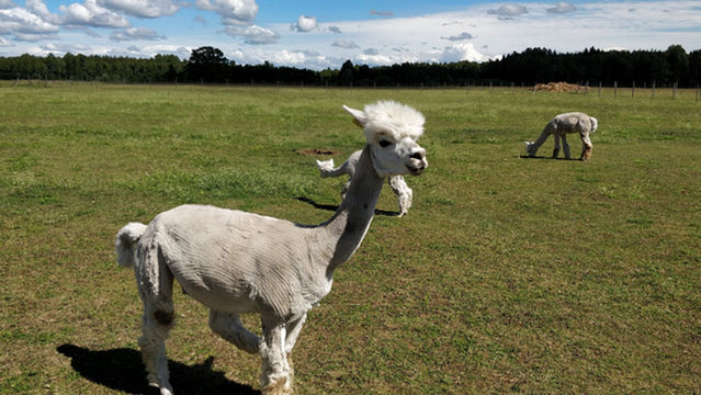 Alpakafarm