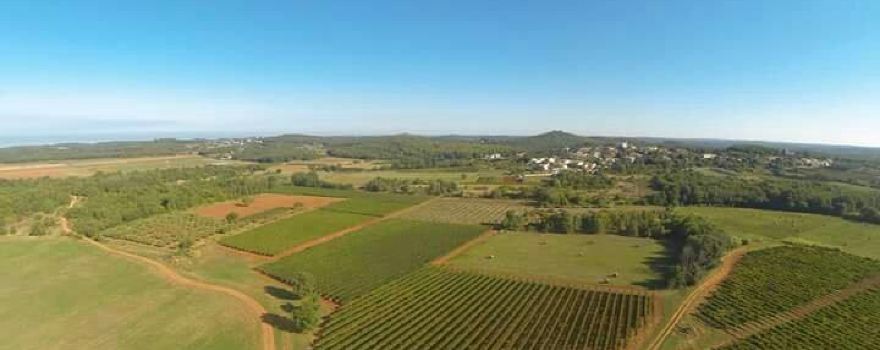 Damjanic Wines