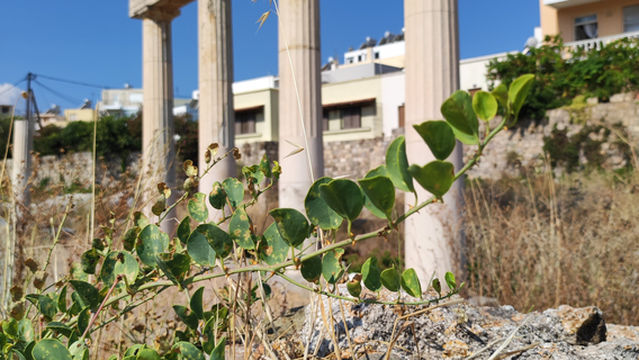 Western Archaeological Zone