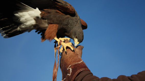 Centre Horus