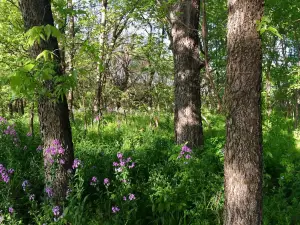 High Park