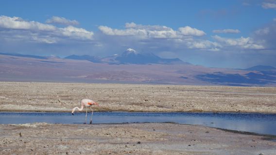 Atacama Connection