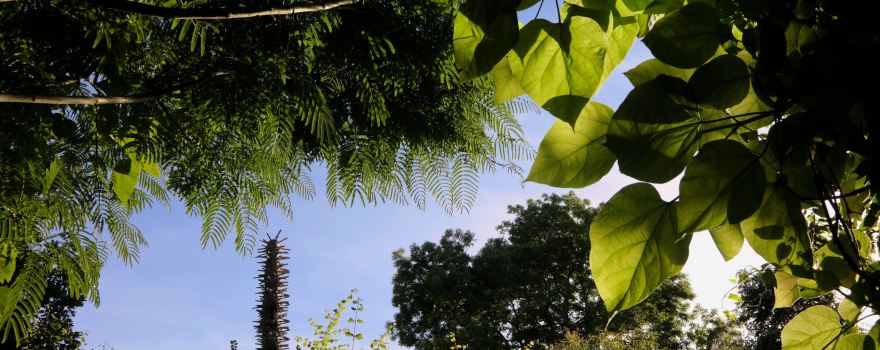 Jardin Intérieur à Ciel Ouvert