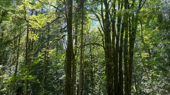 The Grand Forest