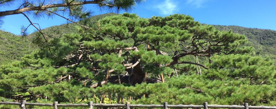 Nento-Hiramatsu Pine Tree