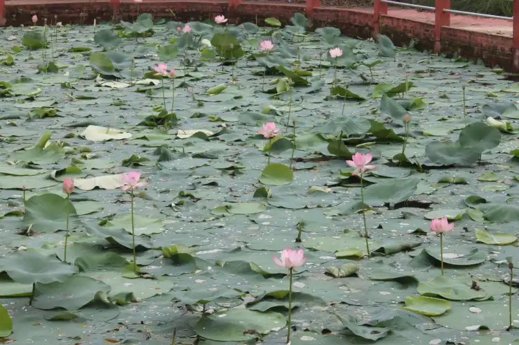 Hotels near Mitha Pukhuri