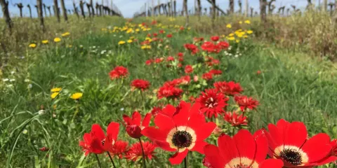 Chateau Hostin Le Roc