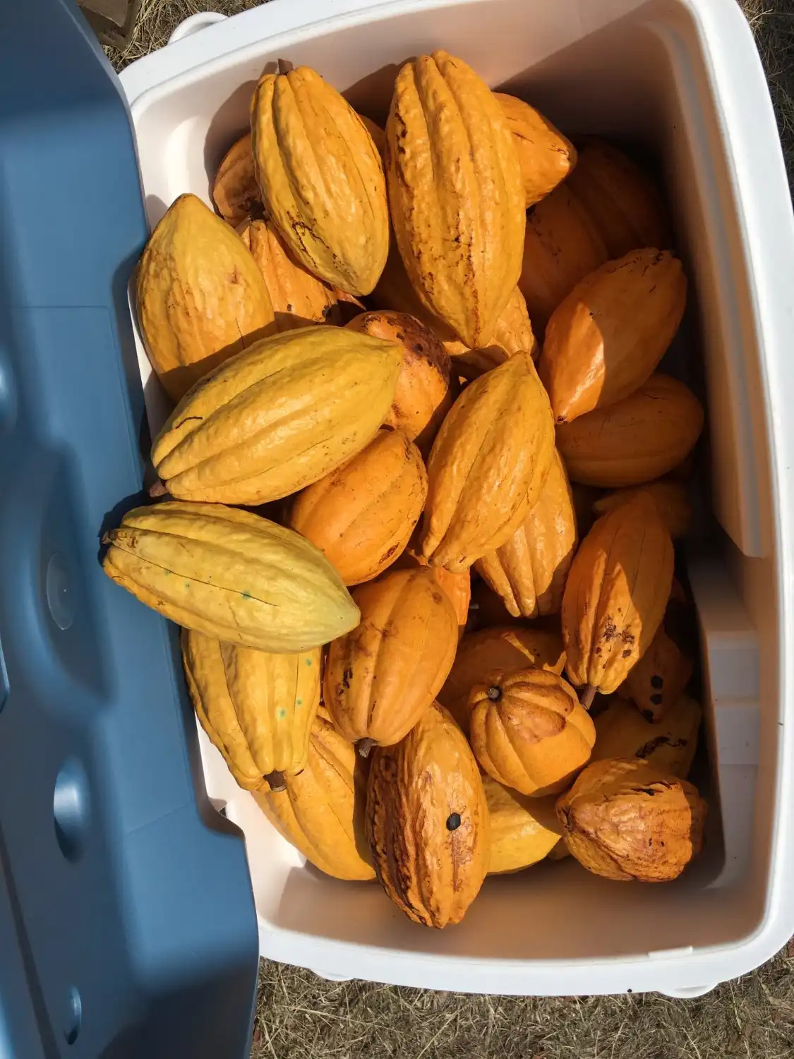 Hotels near Kahi Ola Mau Farm