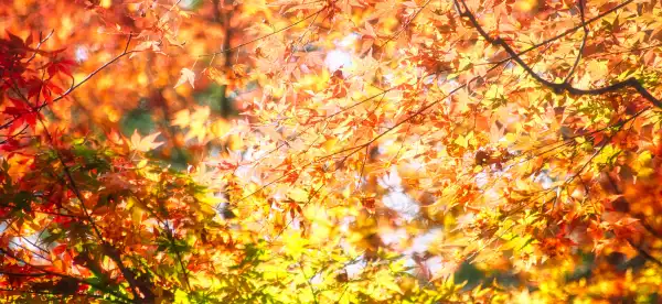 Hotels in Kashiwazaki