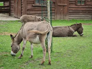 Mini Zoo