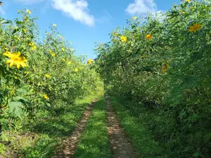Thung Bua Tong Doi Mae Hor