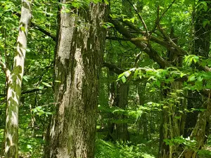 Winona State Forest