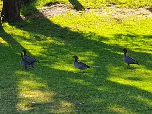 yarrawonga caravan park
