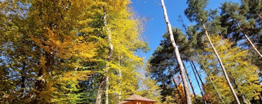 Arboretum Kostelec nad Černými lesy