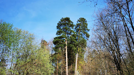 Spielplatz Birchweid