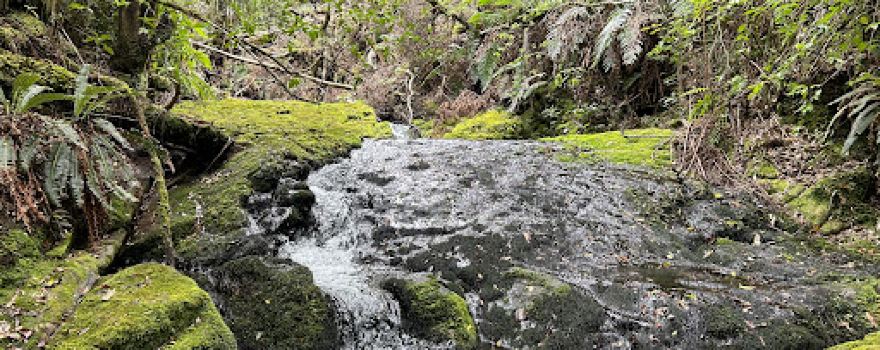 Otanewainuku Scenic Reserve