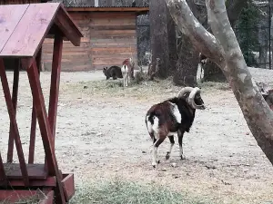 Animals Area Park Sandanski