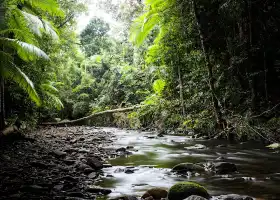 Treetops Adventure Cape Tribulation