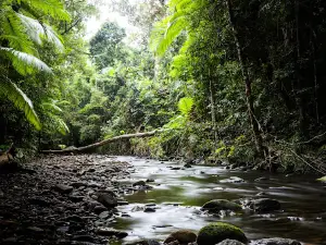 Treetops Adventure Cape Tribulation