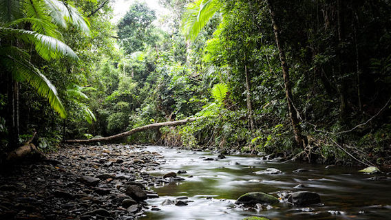 Treetops Adventure Cape Tribulation