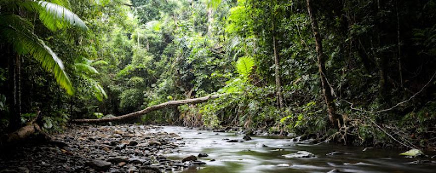 Treetops Adventure Cape Tribulation