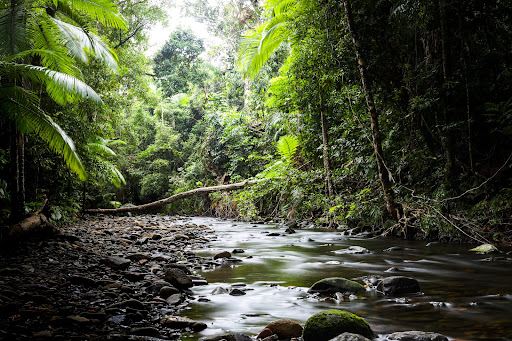 Treetops Adventure Cape Tribulation