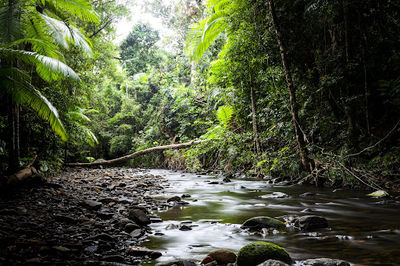 Treetops Adventure Cape Tribulation