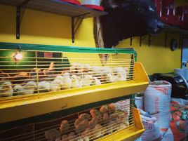 BODEGA CAMPESINA