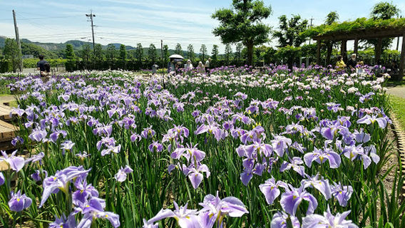 Kamo Iris Garden