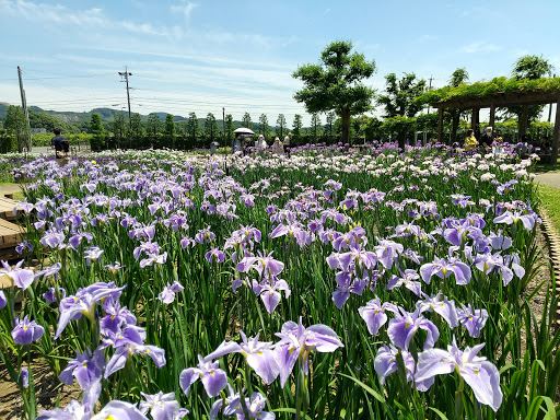 Kamo Iris Garden