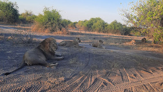 REAL AFRICA SAFARIS