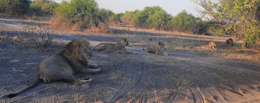 Real Africa Safaris