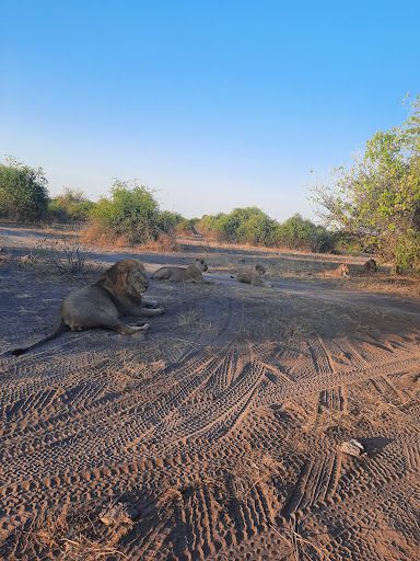 Real Africa Safaris